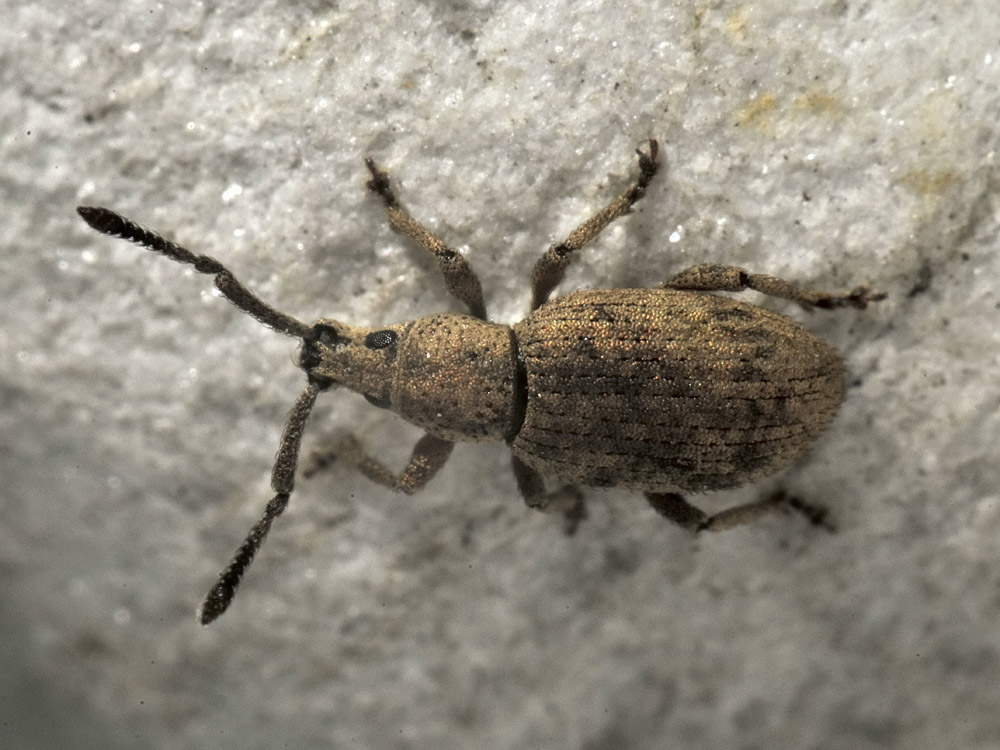 Curculionidae: Simo hirticornis?  S  !